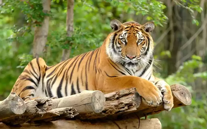 Photo of The unexplored Tiger