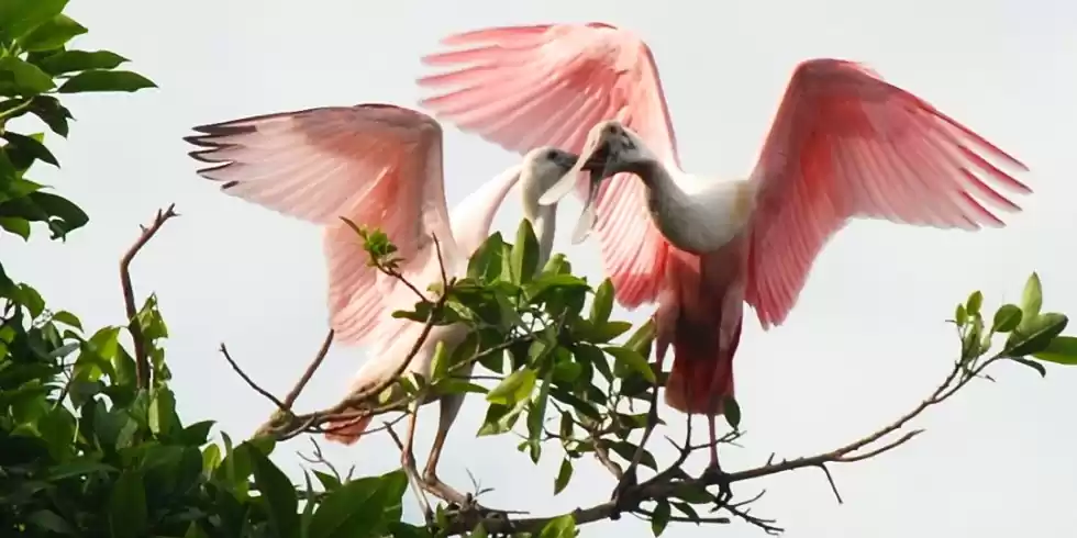 Photo of Teacapan, Sinaloa