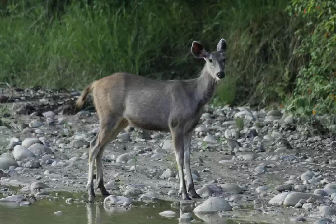 Photo of Trip to Corbett Nati