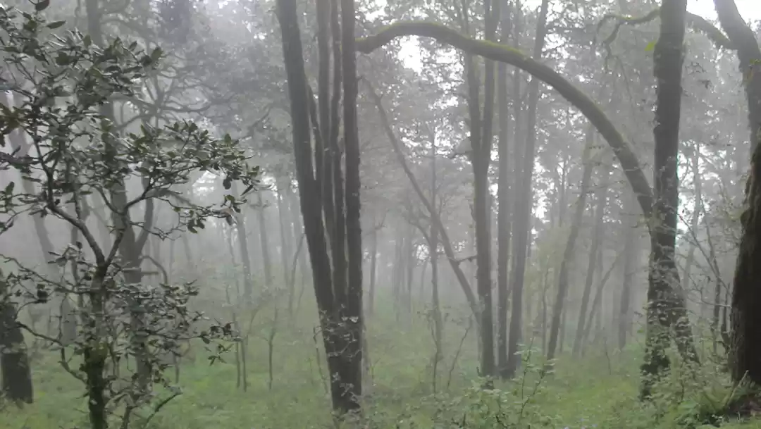 Photo of Into The Wild - The 