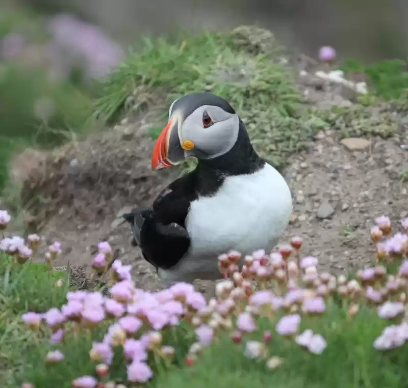 Photo of Northern Isles Trip