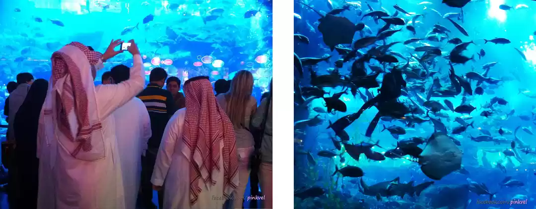 Photo of I have a camel in my