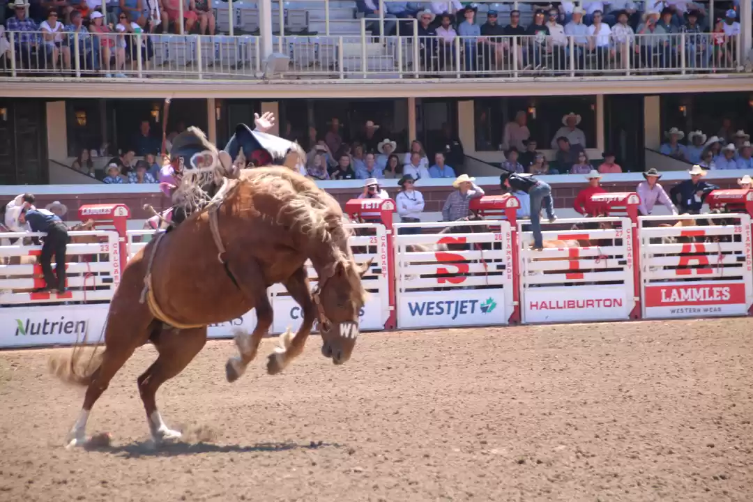 Photo of Calgary Stampede, th