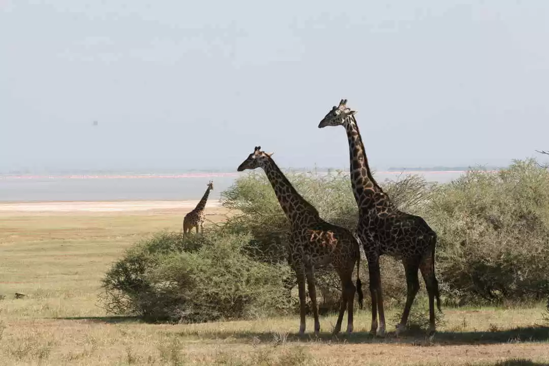 Photo of Safari shows animals