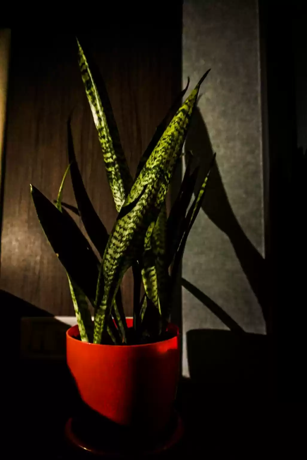 Photo of Plants Are New Pets 