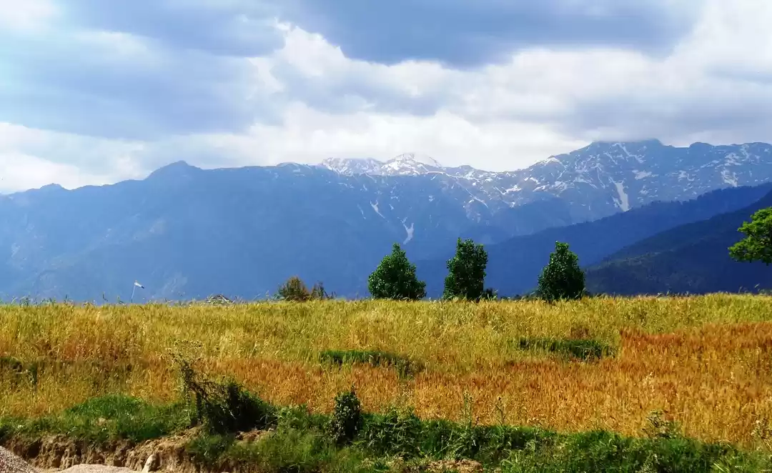 Photo of Flying Bird at Bir B