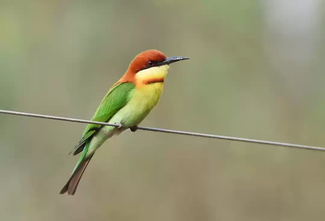 Photo of Uttar Pradesh Bird F