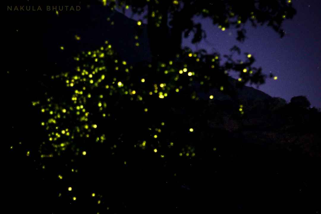 Fireflies Festival In Maharashtra India Tripoto From kalyan catch above local kasara train. fireflies festival in maharashtra