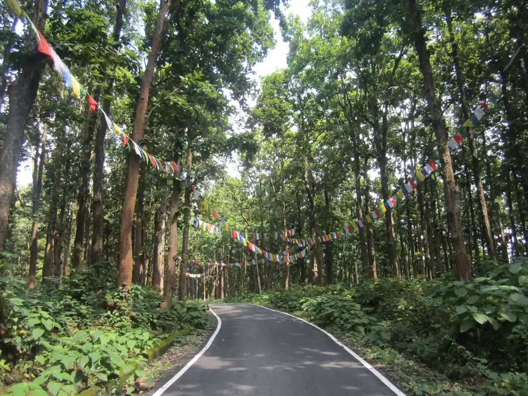 Photo of Walk into the Woods