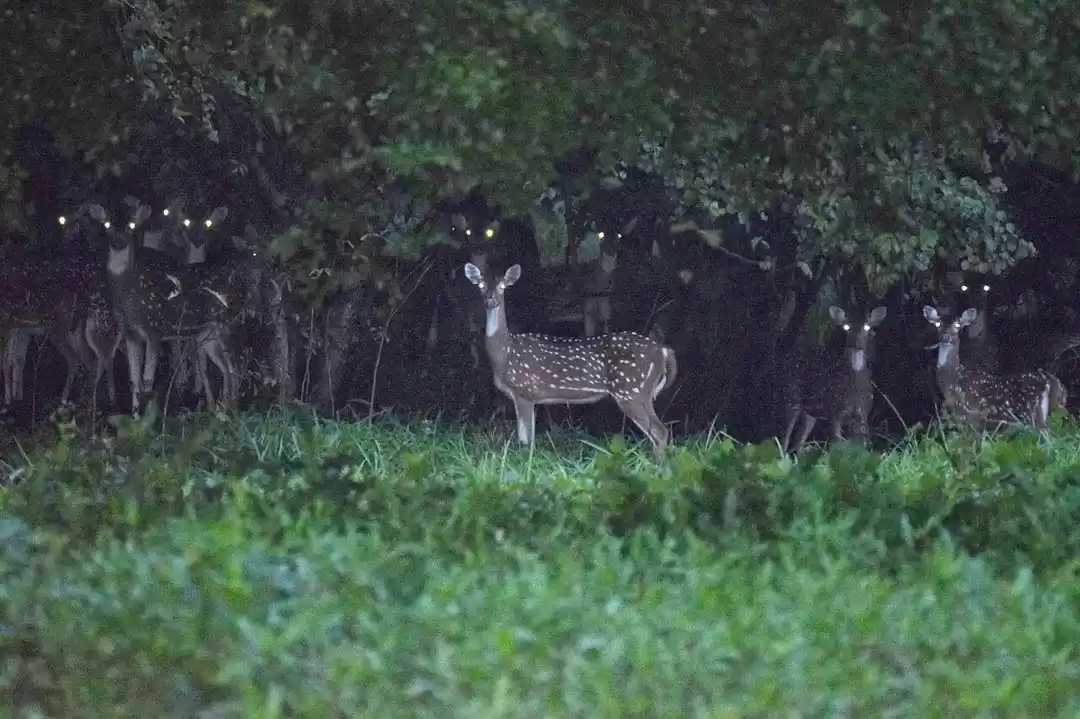 Photo of NIGHT TREK INTO THE 