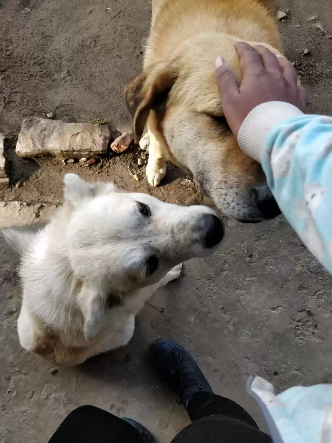 Photo of Chand se CHAUKORI