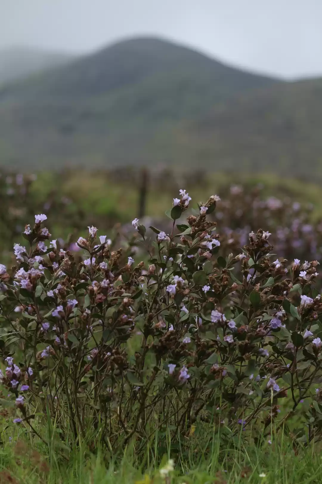 Photo of Munnar: In search of