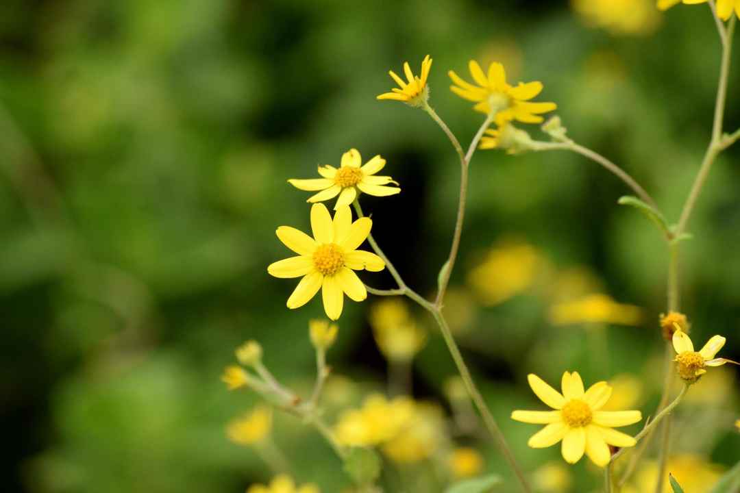 Photo of Valley of Flower :BEAUTIFUL KAAS