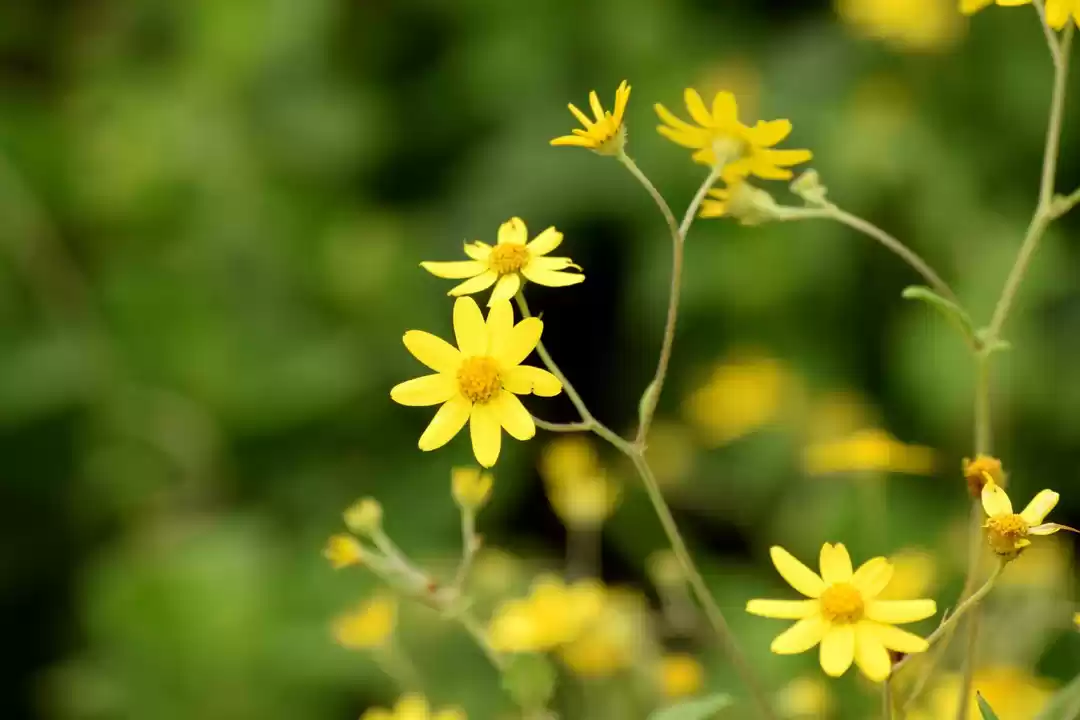 Photo of Valley of Flower :BE