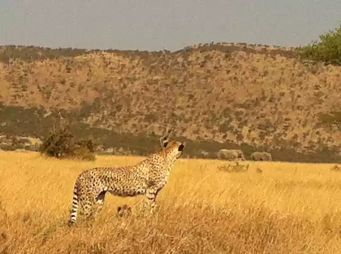 Photo of A Wildlife Safari & 