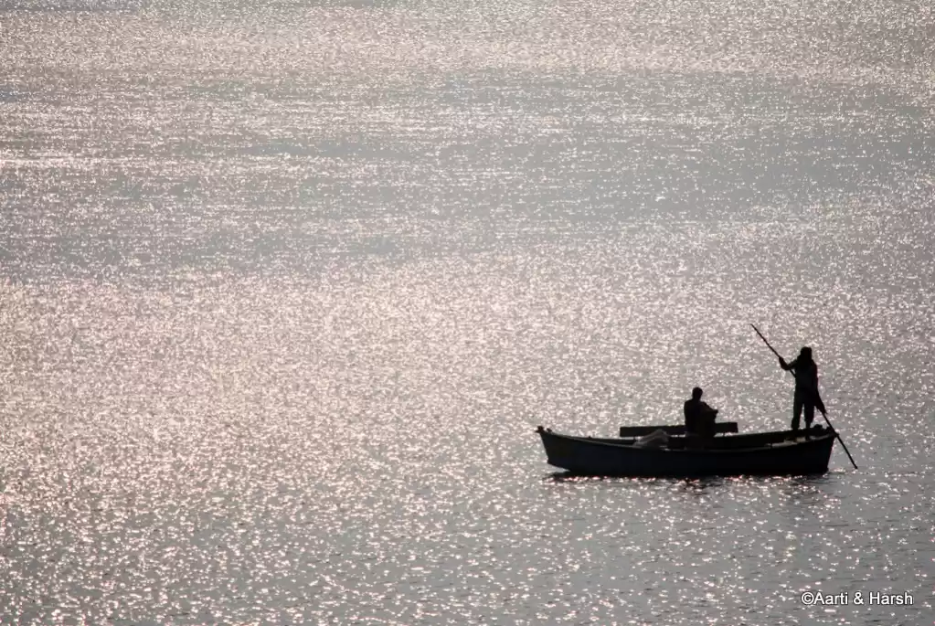 Photo of Wildlife Loving: Cor