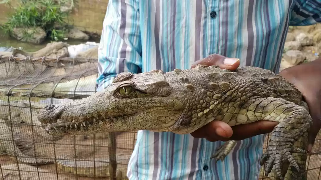 Photo of A short trip to Nair