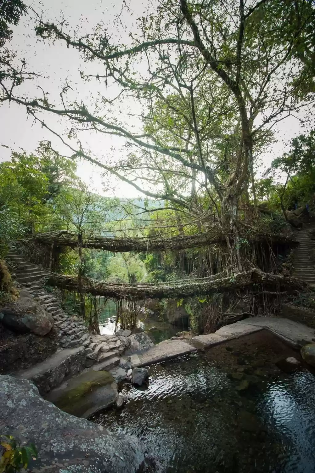 Photo of Living root bridges 