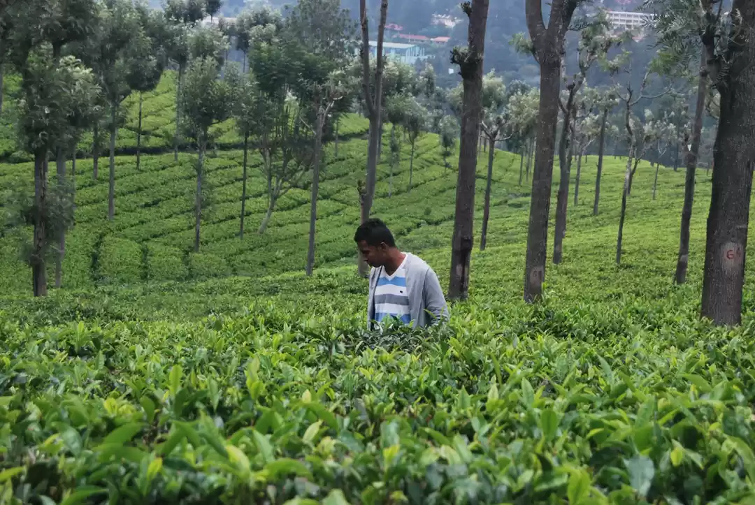 Photo of Cheat code:Coonoor &