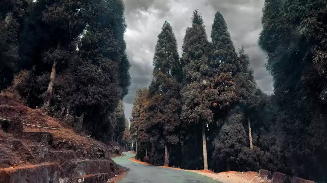 Photo of 6 Nights Sandakphu T