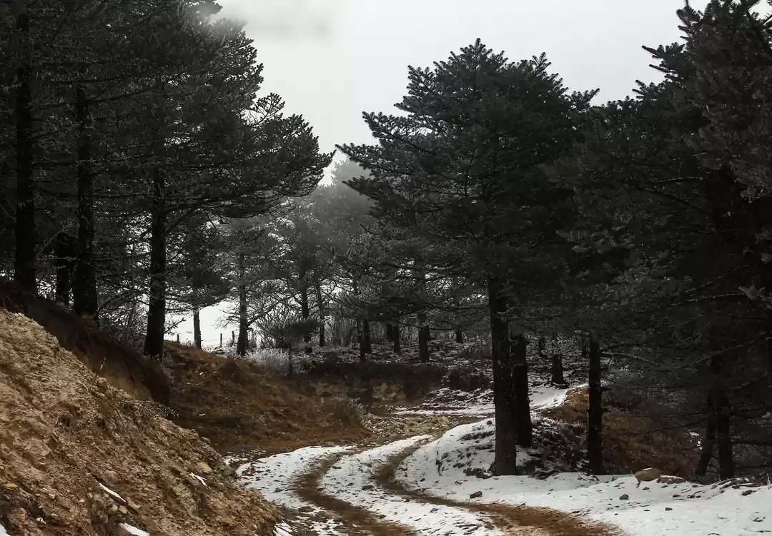 Photo of 6 Nights Sandakphu T