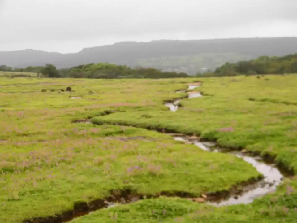 Photo of Kaas...... World of 