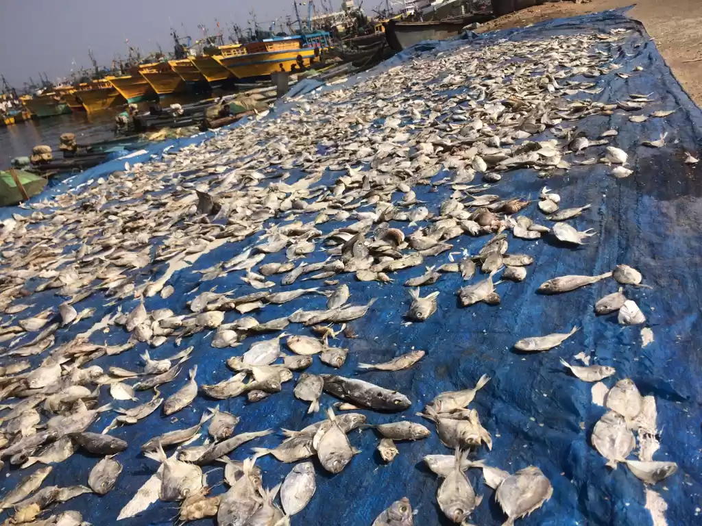 Photo of Vizag—- fish land