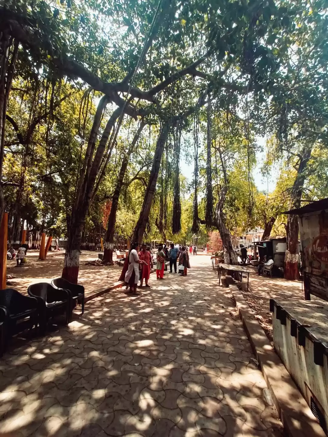 Photo of The largest banyan T