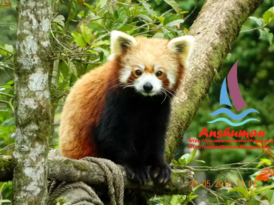 Photo of Darjeeling Himalayan