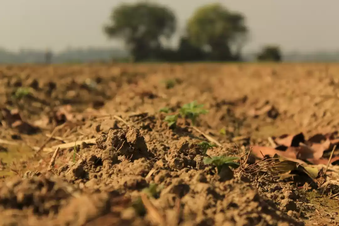 Photo of A Village full of 'P