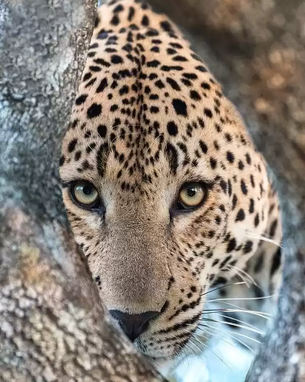 Photo of The Leopard behind t