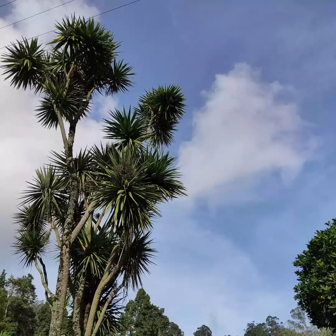 Photo of Ooty- A Romantic Hil