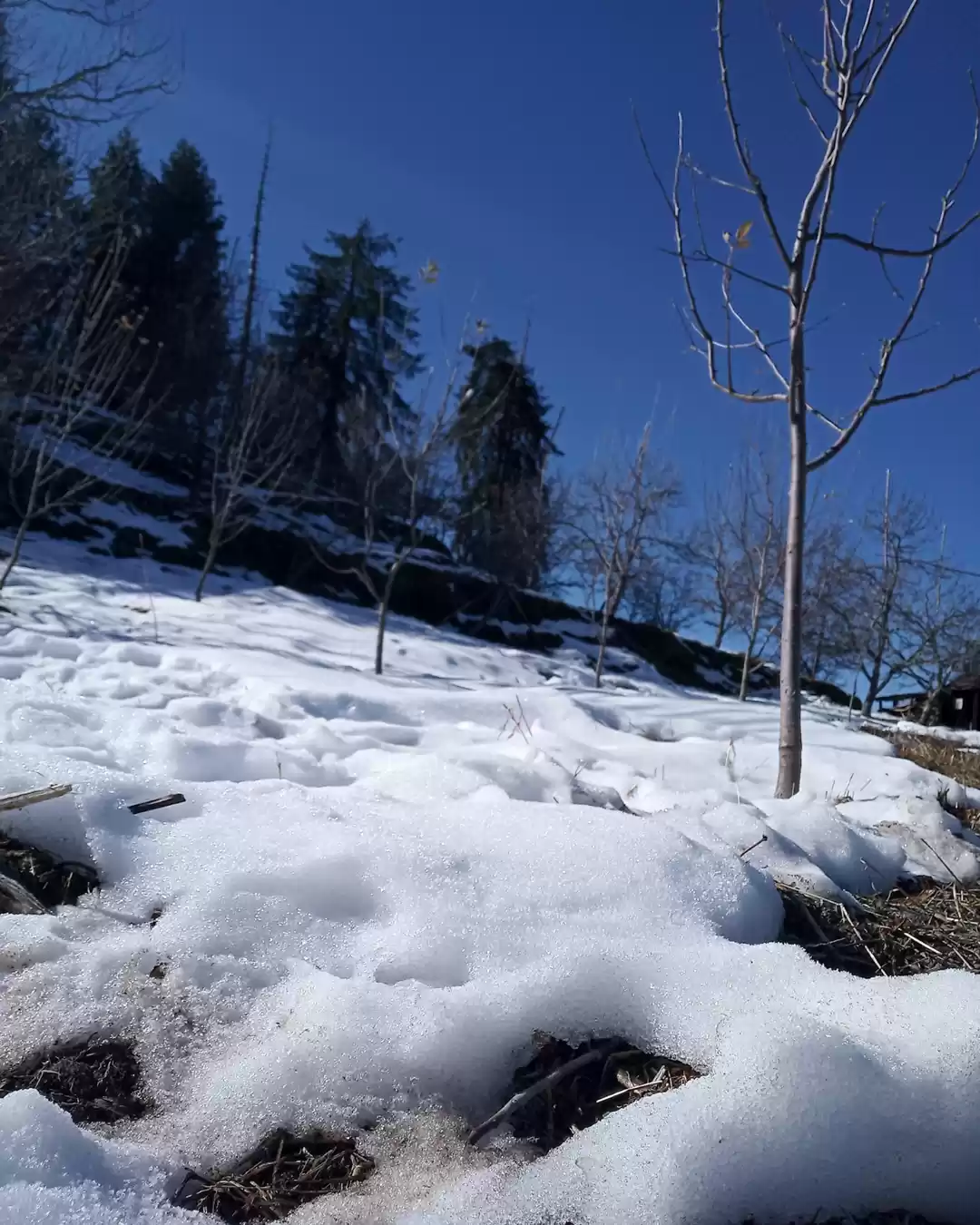 Photo of Colors of Winters: B