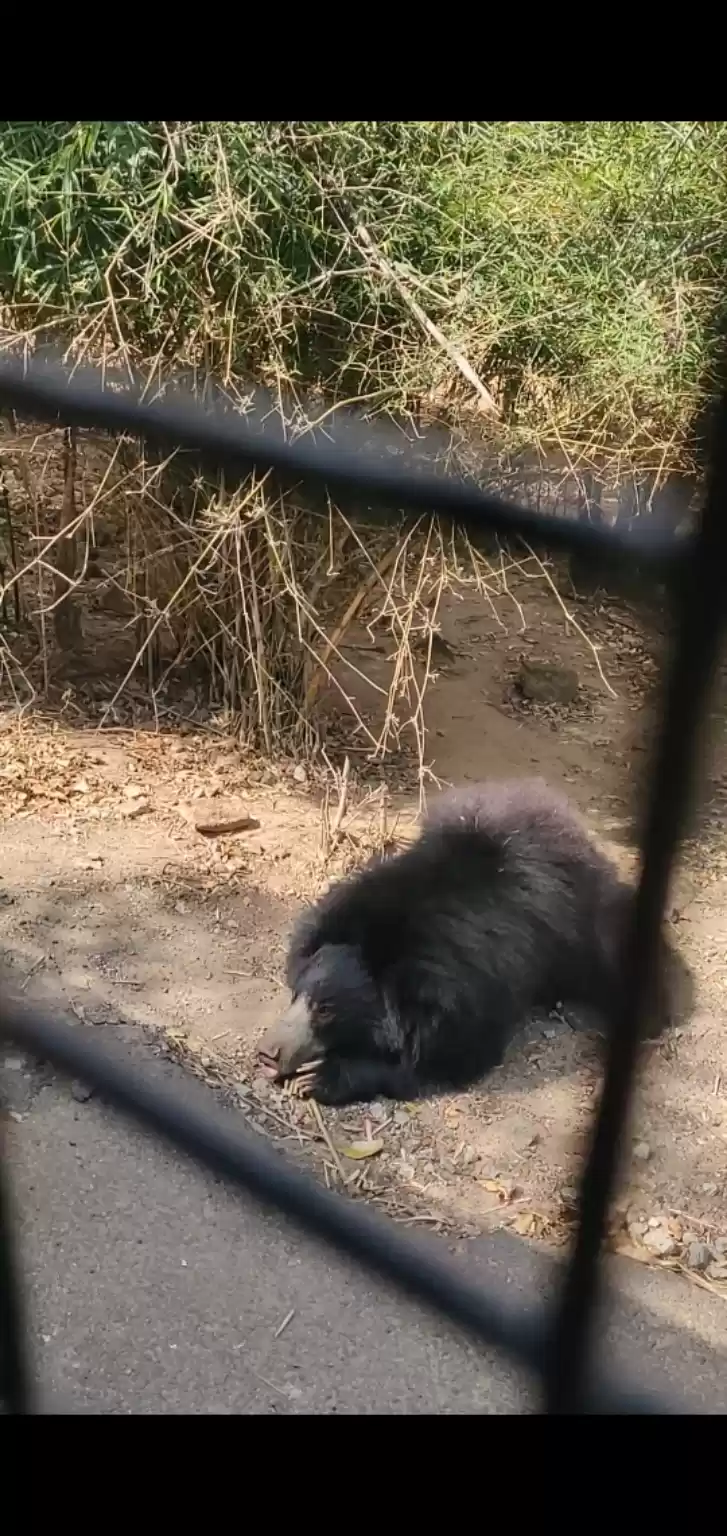 Photo of Bannerghatta nationa