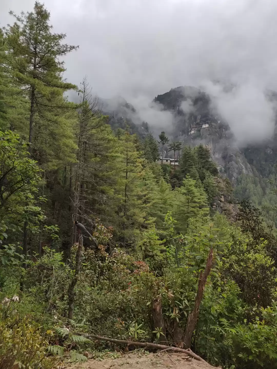 Photo of Trek to Tiger's mona