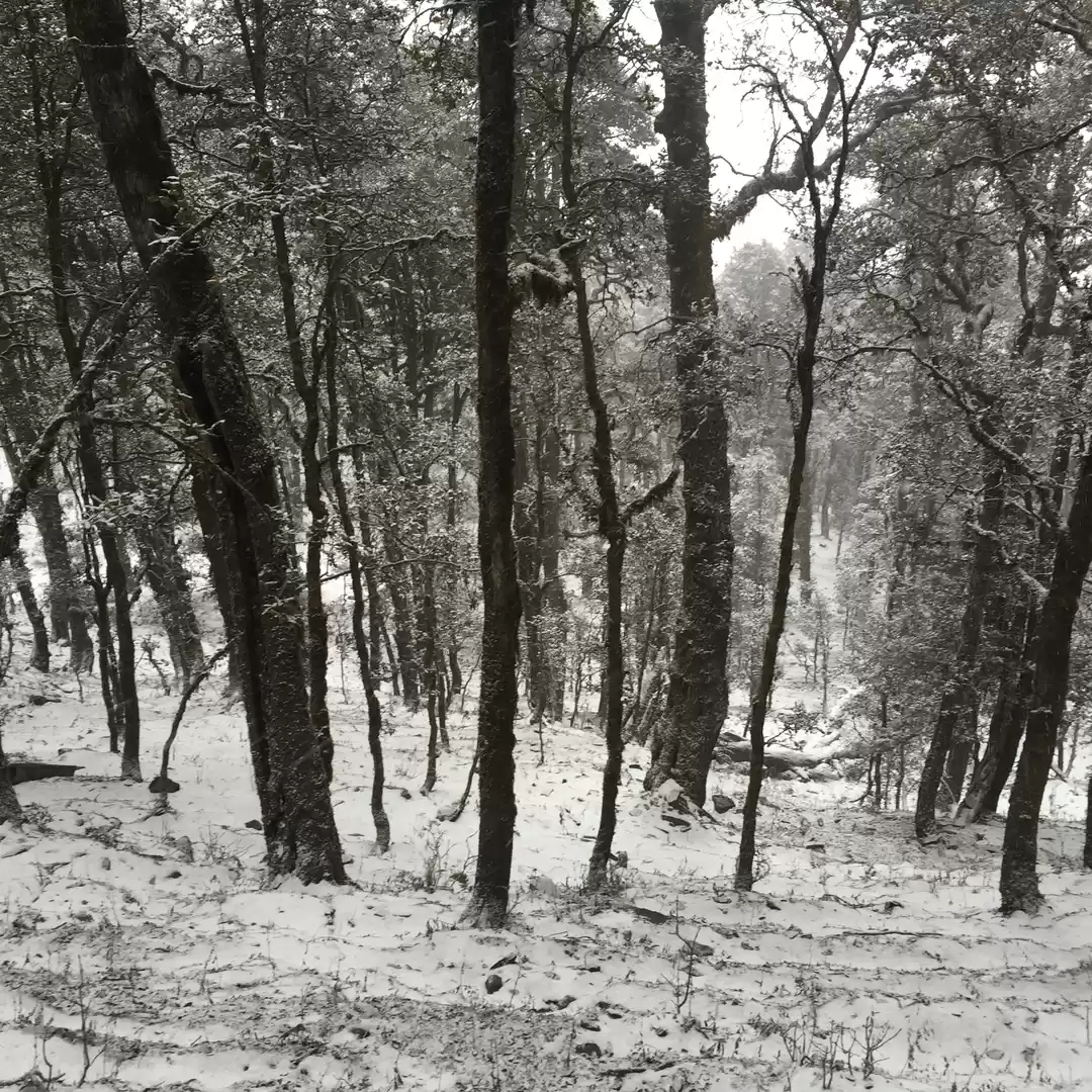 Photo of Serene Snow-clad Ser