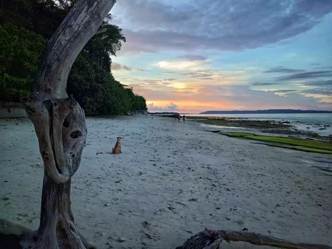 Photo of Andamans #beach #sol