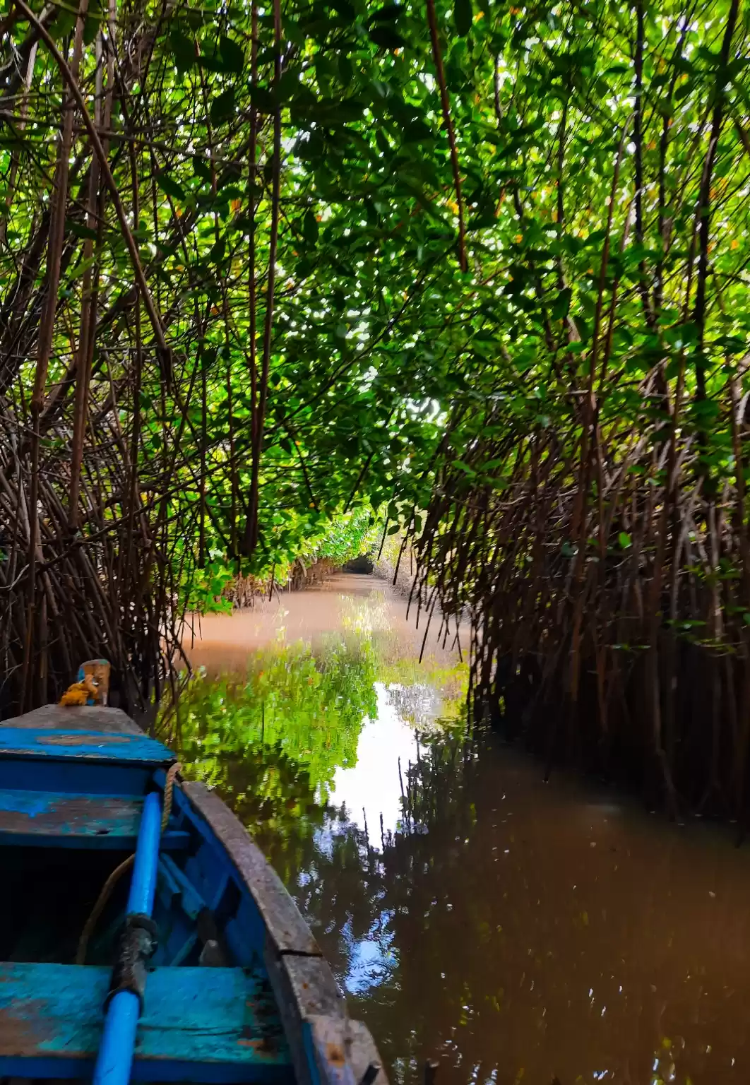 Photo of Pichavaram Mangrove 