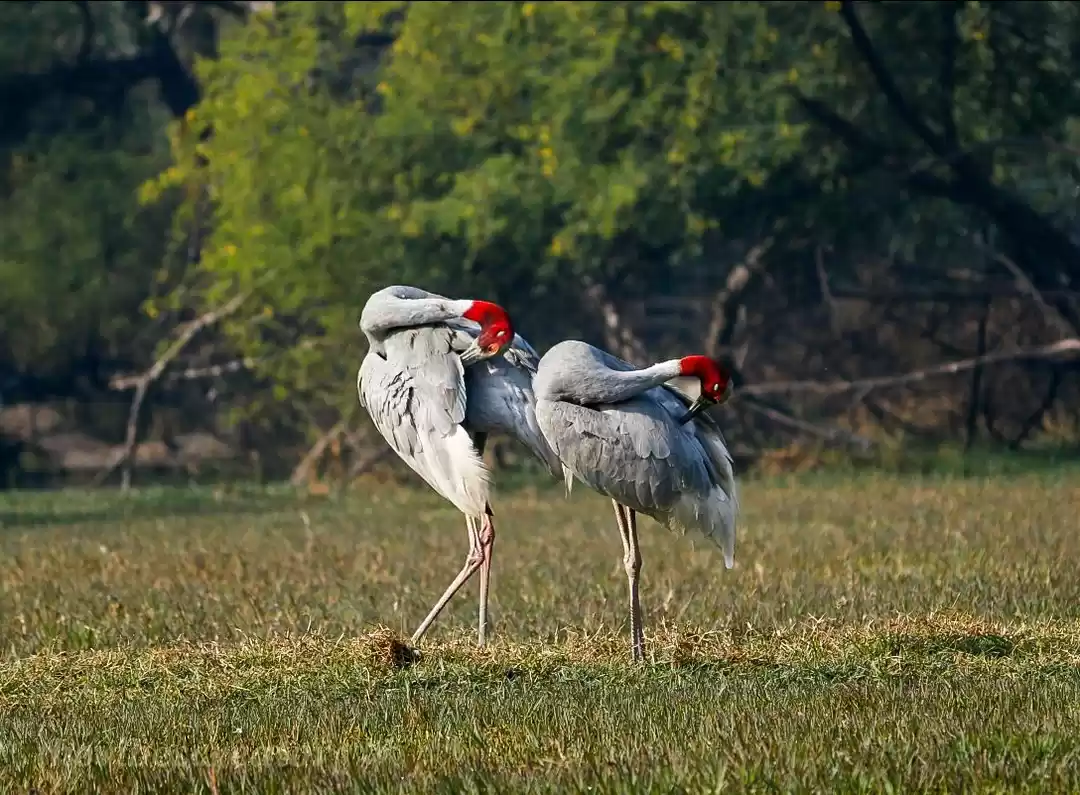 Photo of Keoladeo National Pa