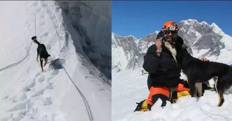 Photo of बारू, वो नेपाली कुत्