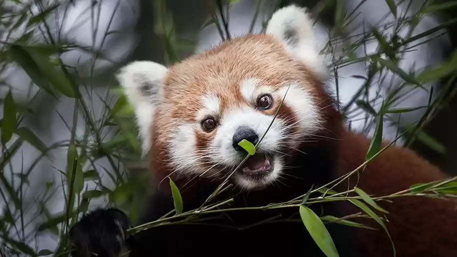 Photo of डॉल्फिन से ड्रैगनफ्ल