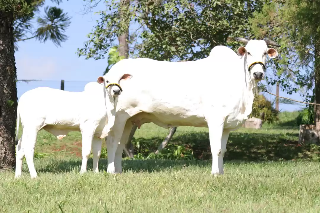 Photo of 'गाय टूरिज़म': पर्यट