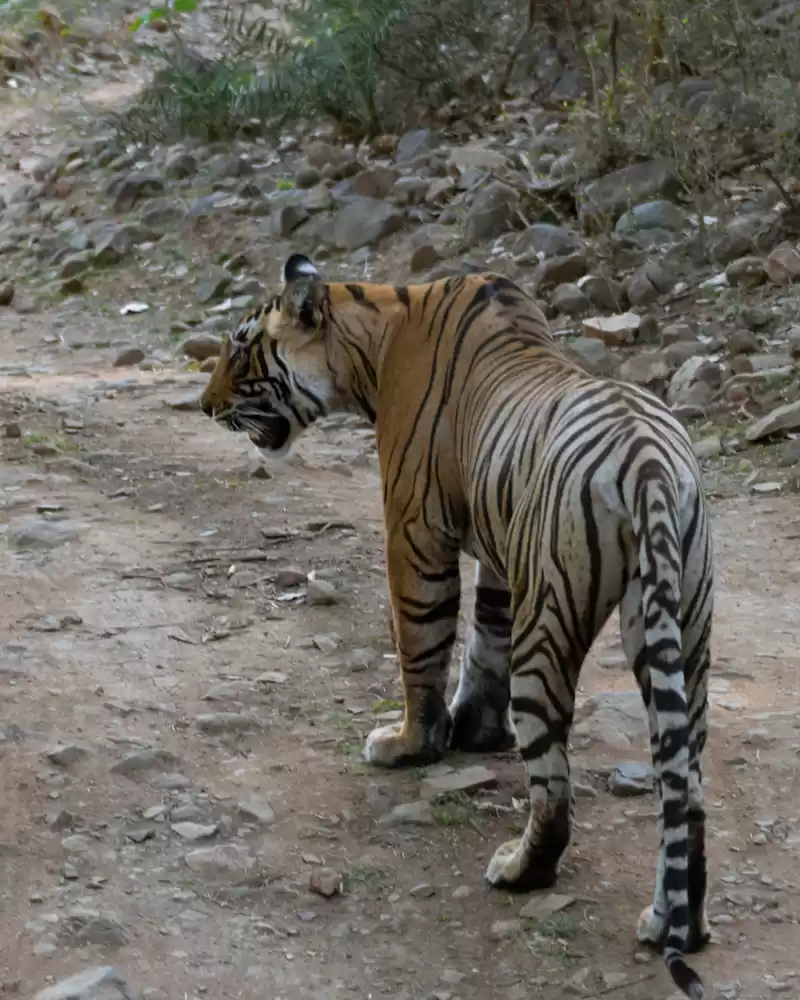 Photo of Ranthambore National