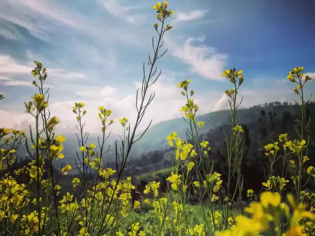 Photo of The New Mountains : 