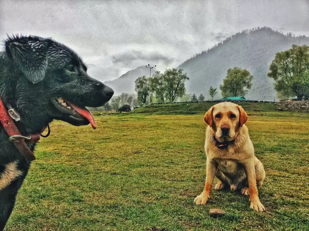 Photo of Doggo Adventures Acr