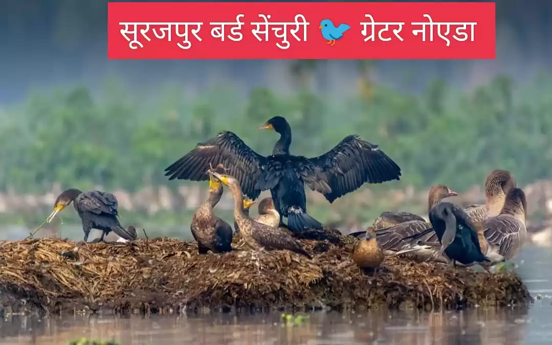 Photo of सूरजपुर बर्ड सेंचुरी