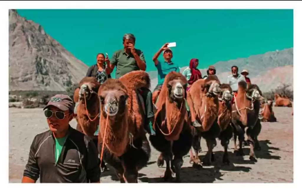 Photo of Bactrian Camel Ride 