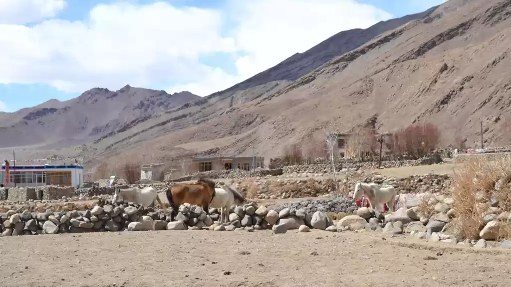 Photo of Nyoma | Leh & Ladakh