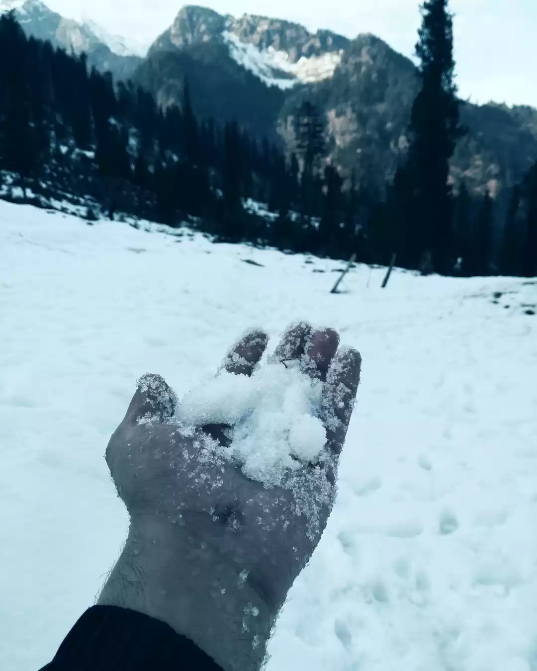 Photo of Fun, Frost, & Friend