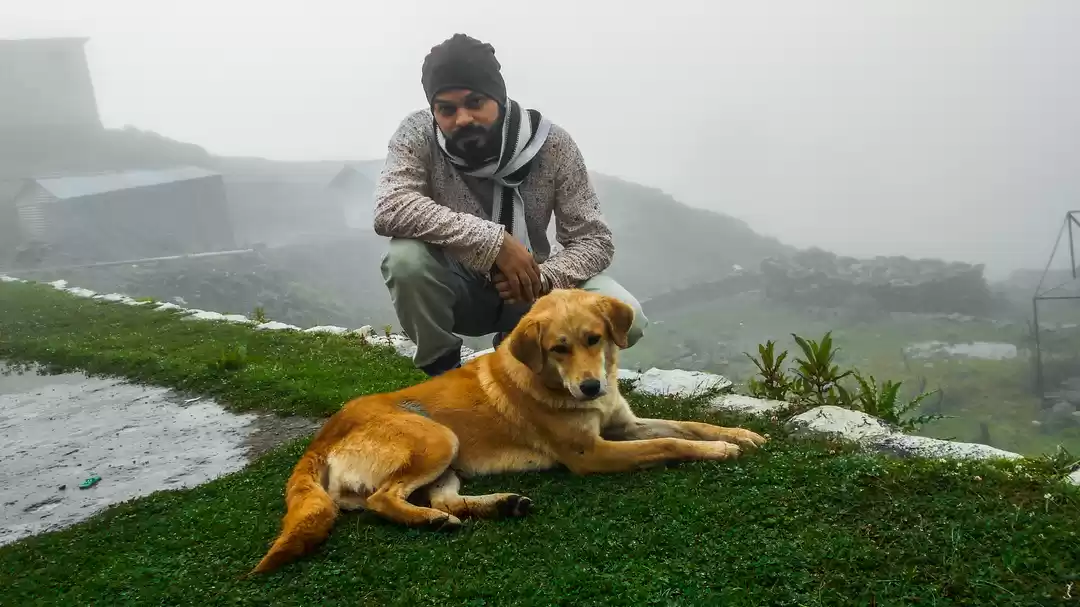 Photo of Himalayan Dogs are t